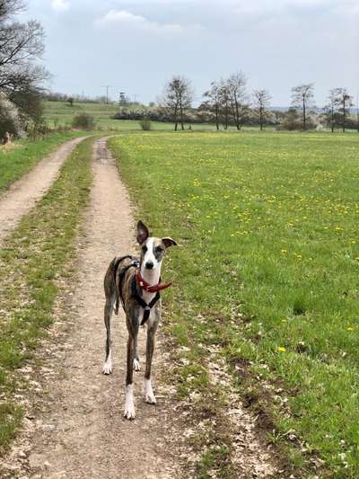Windhunde - Treffen der besonderen Schönheiten
HERZLICH WILLKOMMEN-Beitrag-Bild