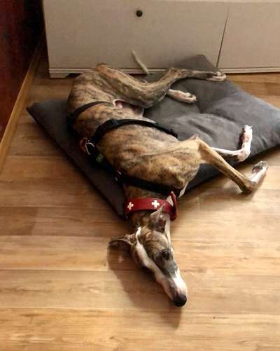 Windhunde - Treffen der besonderen Schönheiten
HERZLICH WILLKOMMEN-Beitrag-Bild