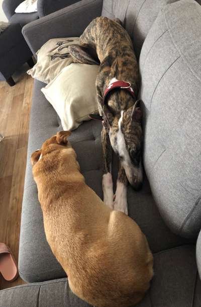 Windhunde - Treffen der besonderen Schönheiten
HERZLICH WILLKOMMEN-Beitrag-Bild