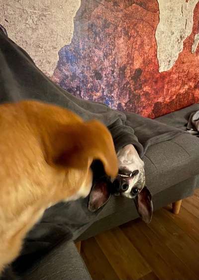 Windhunde - Treffen der besonderen Schönheiten
HERZLICH WILLKOMMEN-Beitrag-Bild