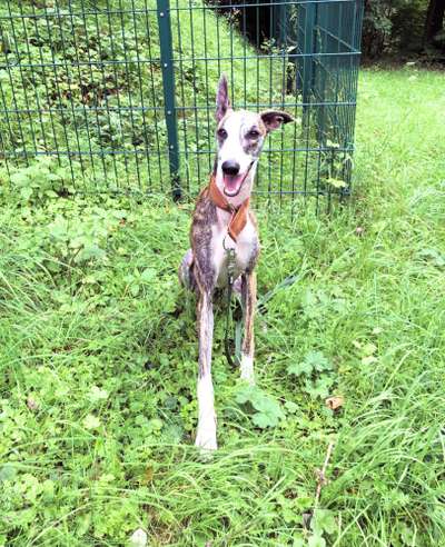 Windhunde - Treffen der besonderen Schönheiten
HERZLICH WILLKOMMEN-Beitrag-Bild