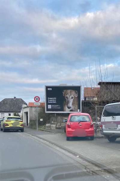 Windhunde - Treffen der besonderen Schönheiten
HERZLICH WILLKOMMEN-Beitrag-Bild