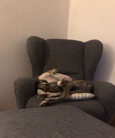 Windhunde - Treffen der besonderen Schönheiten
HERZLICH WILLKOMMEN-Beitrag-Bild