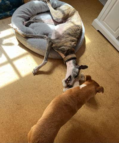 Windhunde - Treffen der besonderen Schönheiten
HERZLICH WILLKOMMEN-Beitrag-Bild