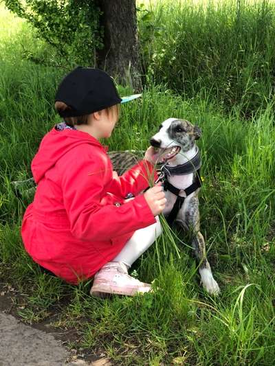 Windhunde - Treffen der besonderen Schönheiten
HERZLICH WILLKOMMEN-Beitrag-Bild