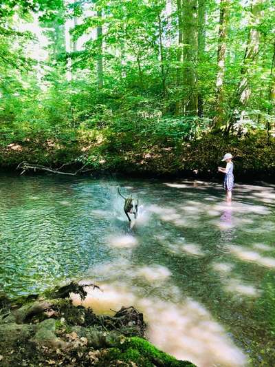 Windhunde - Treffen der besonderen Schönheiten
HERZLICH WILLKOMMEN-Beitrag-Bild