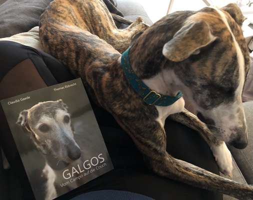 Windhunde - Treffen der besonderen Schönheiten
HERZLICH WILLKOMMEN-Beitrag-Bild