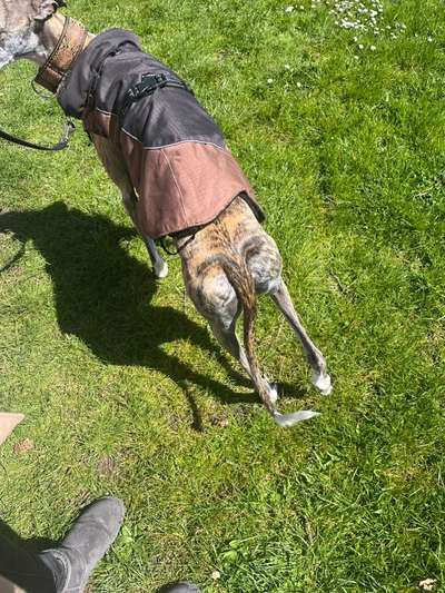 Windhunde - Treffen der besonderen Schönheiten
HERZLICH WILLKOMMEN-Beitrag-Bild