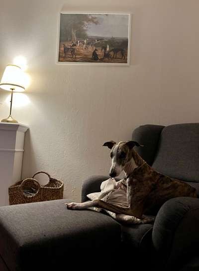 Windhunde - Treffen der besonderen Schönheiten
HERZLICH WILLKOMMEN-Beitrag-Bild