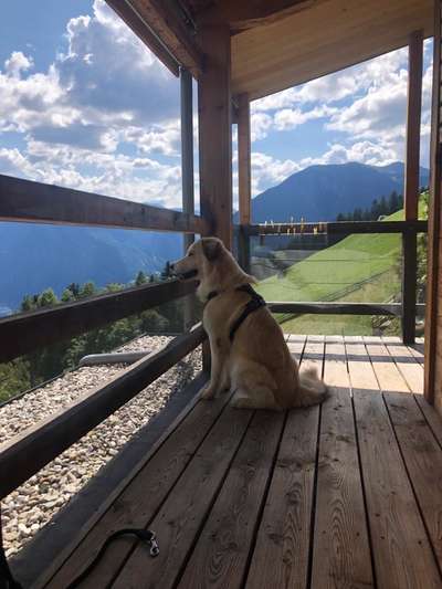 Mischlingshunde Foto Aufruf-Beitrag-Bild