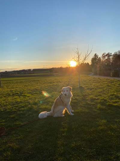 Die Dogorama Wochen Challenge-Beitrag-Bild