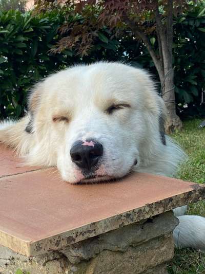 Mischlingshunde Foto Aufruf-Beitrag-Bild