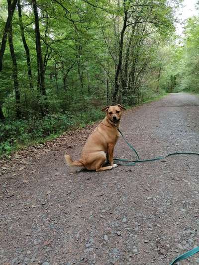 Auslandstierschutz-Beitrag-Bild