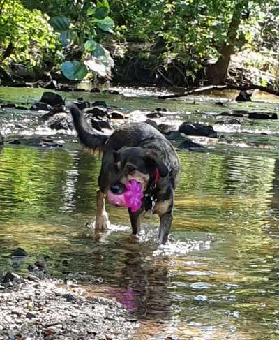 Dogorama-Monats-Challenge-Mai "Wasser"-Beitrag-Bild