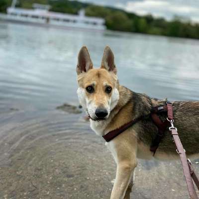 Wolfhunde Besitzer TWH oder SWH hier?-Beitrag-Bild