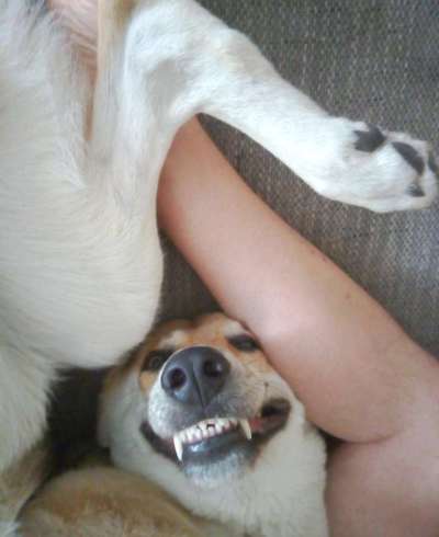 Lustigsten Grimassen von euren Hunden-Beitrag-Bild