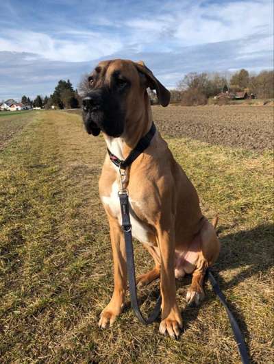 Deutsche Doggen Besitzer zeigt euch-Beitrag-Bild