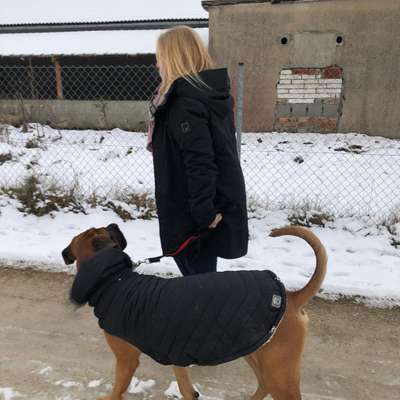 Hundetreffen-Großer Hund sucht Spielfreunde-Profilbild