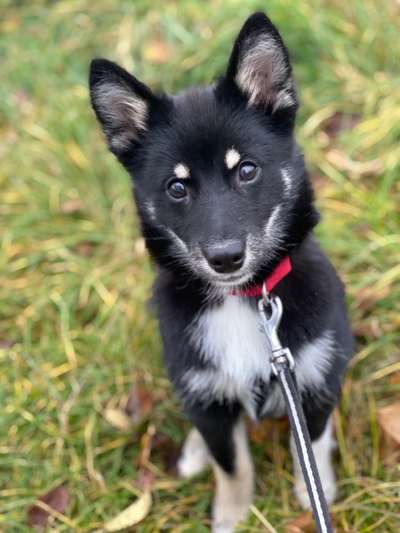 Welpen Bilder !-Beitrag-Bild