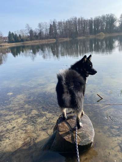 Hundetreffen-Spielgefährte/gemeinsame Gassirunde für Junghunde-Bild
