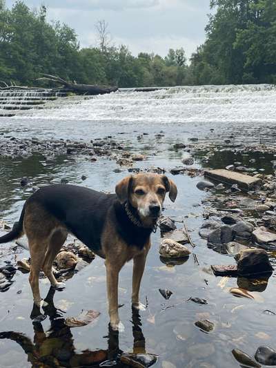 Dogorama Photo Challenge - Wasserfall-Beitrag-Bild