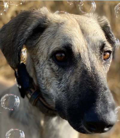 Zeigt mir die tollste Nahaufnahme von eurer Fellnase-Beitrag-Bild