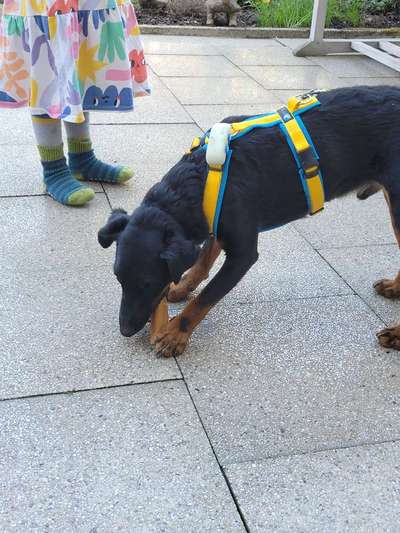 Suche Jagdterrier halter-Beitrag-Bild