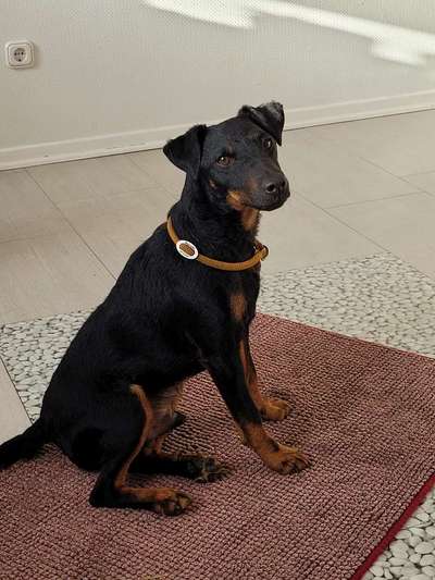 Suche Jagdterrier halter-Beitrag-Bild