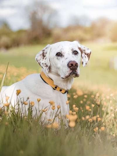 TierschutzhundeStammtisch🐕-Beitrag-Bild