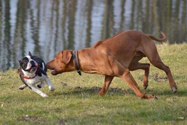 Die Dogorama Kalender Challenge Titelbild-Beitrag-Bild