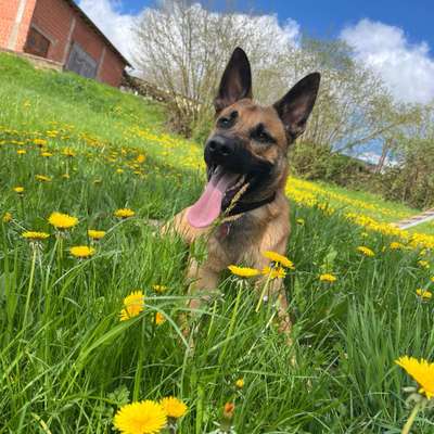 Hundetreffen-Spike sucht einen Spielgefährten-Profilbild