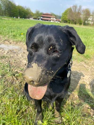 Dogorama-Monats-Challenge-Mai "Wasser"-Beitrag-Bild