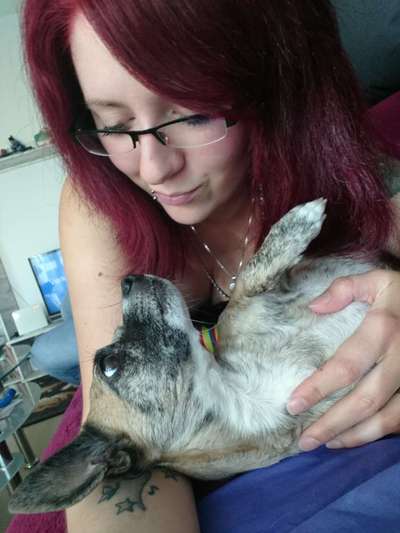 Unsere Fellnasen im Regenbogenland-Beitrag-Bild