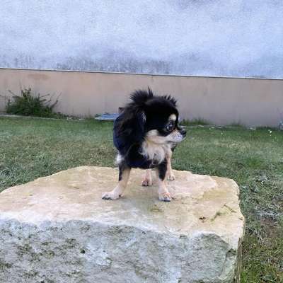 Hundetreffen-Spazieren-Bild