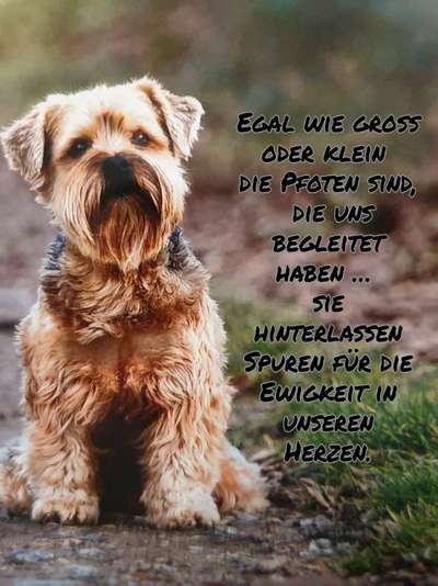 RIP . MEIN YORKI IST 14 TAGE TOT-Beitrag-Bild