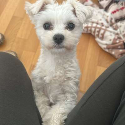 Hundetreffen-Spielgefährte gesucht-Bild