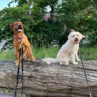 Hundetreffen-Spiel und Gassi Treffen Griesheim-Bild