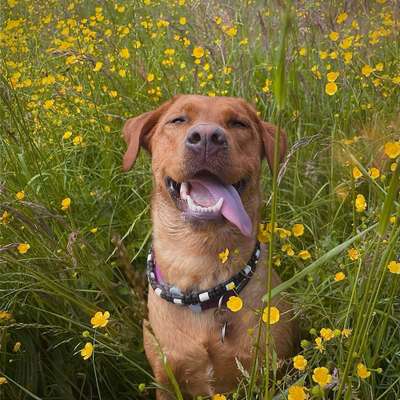 Hundetreffen-Spiel und Gassi Treffen Griesheim-Bild