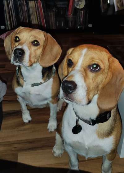 Dogorama Photo Challenge - Die besten Hundebuddys-Beitrag-Bild