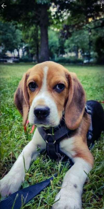 Die Dogorama Kalender Challenge 4/4-Beitrag-Bild