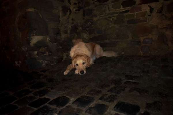 TierschutzhundeStammtisch🐕-Beitrag-Bild