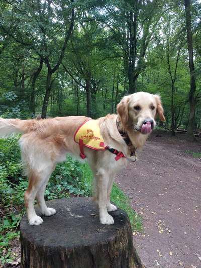 GELBER HUND-Beitrag-Bild