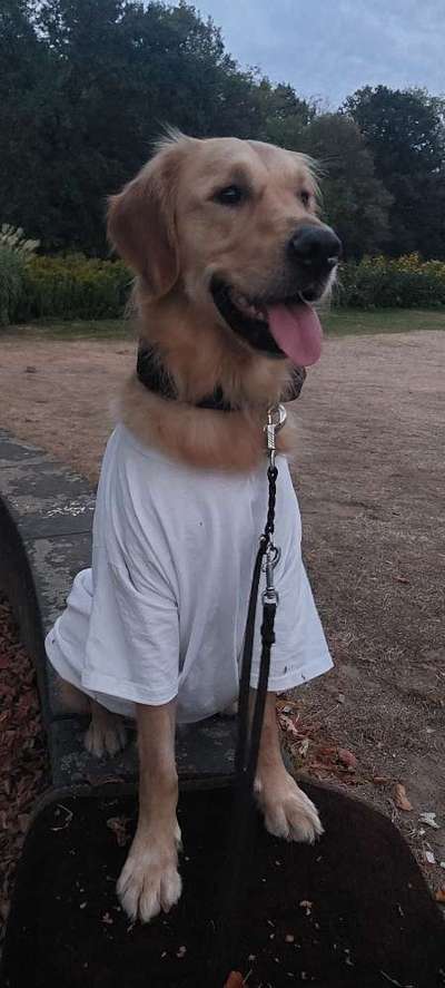 Hundekleidung - Top oder Flop-Beitrag-Bild