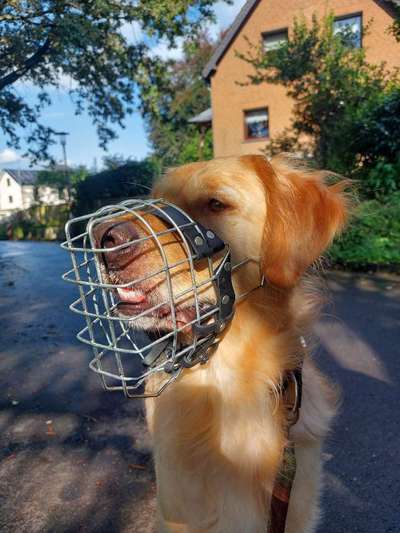 Maulkorb rauf - Vorurteile runter-Beitrag-Bild