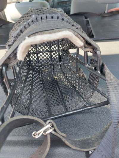 Wie sitzt mein Maulkorb / Maulkorb-Beratung-Beitrag-Bild