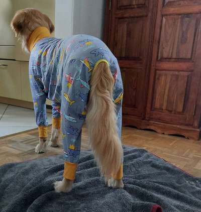 TierschutzhundeStammtisch🐕-Beitrag-Bild