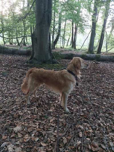 Gentests / skurrile Ergebnisse ;)-Beitrag-Bild