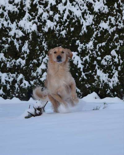 TierschutzhundeStammtisch🐕-Beitrag-Bild