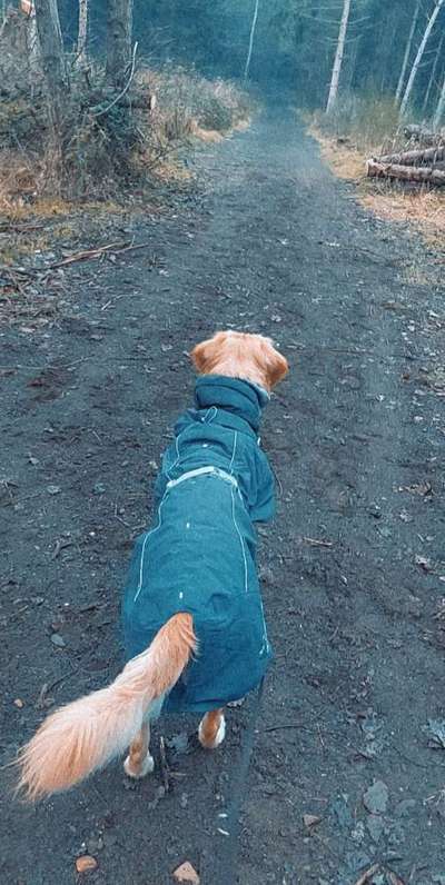 Hundekleidung - Top oder Flop-Beitrag-Bild