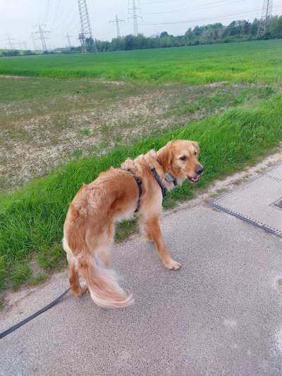 TierschutzhundeStammtisch🐕-Beitrag-Bild